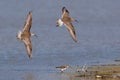 Two common whimbrels soaring above the tranquil blue water. Royalty Free Stock Photo