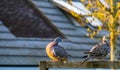 Two common wood pigeons sitting together in a beautiful composition, preening their feathers, common birds of europe Royalty Free Stock Photo