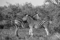 Two Common Zebra grooming in black and white Royalty Free Stock Photo