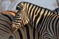 Burchell`s zebras Equus quagga in the Etosha National Park in Namibia