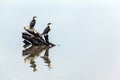 Two Comorant Birds and Reflections on Water Royalty Free Stock Photo