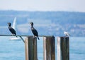 Two comorants and a sea gull sitting on a fence at lake constance in southern Germany Royalty Free Stock Photo