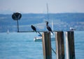 Two comorants and a sea gull sitting on a fence at lake constance in southern Germany Royalty Free Stock Photo