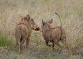 Two warthog buddies heading off into the grasslands Royalty Free Stock Photo