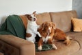 Two companionable dogs on cozy couch. Pets indoor Royalty Free Stock Photo