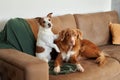 Two companionable dogs on cozy couch. Pets indoor Royalty Free Stock Photo