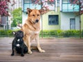 Two completely different dogs sitting in the background of the new houses Royalty Free Stock Photo