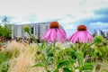 Two coneflowers in a flower bed with apartment in the background Royalty Free Stock Photo
