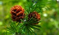 Bright green fluffy larch branches with cones. Two cones on a green branch of a larch close-up against Royalty Free Stock Photo