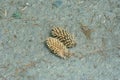 Two cones lie on the earth among needles from a fir-tree and branches Royalty Free Stock Photo