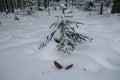 Two cones near a small pine tree