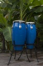 Two blue congas on a background of palm trees Royalty Free Stock Photo