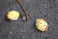 Two Conker shells laying on the pavement from a Horse Chestnut tree