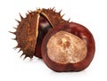 Two conkers Royalty Free Stock Photo