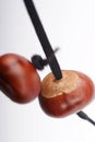 Two conkers hitting Royalty Free Stock Photo