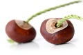 Two conkers with strings ready to play Royalty Free Stock Photo