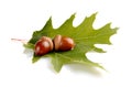 Two connected acorns on leaf isolated on white background