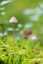 Two Conocybe mushrooms in a mossy ground Royalty Free Stock Photo