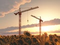 Two construction cranes in a landscape with sunflowers at sunset