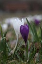 two contrasting white and purple crocus flowers Royalty Free Stock Photo