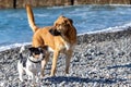 Two cool dogs big stray and little Jack Russell terrier domestic, standing side by side, on the beach on a sunny day.