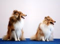 Two Coolie dogs Royalty Free Stock Photo