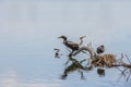 Coots nest isolated on lake water Royalty Free Stock Photo