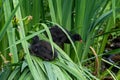 Two coot chicks climb on some long reeds