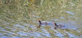 Two coot chicks swimming in a pond