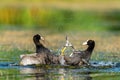 Two Coot (Fulica atra) birds in physical altercation wading in a tranquil pond