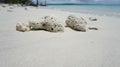 Two corals on the shore Royalty Free Stock Photo