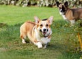Two corgi dogs frolic in grass, wearing collars as companion dogs Royalty Free Stock Photo