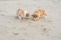 Two corgi puppies playing on the beach sand