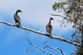 Two Cormorants in a tree against a blue sky