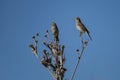 Two corn buntings perched on dry thistle branches against blue sky Royalty Free Stock Photo