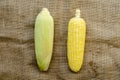 two corn cob on brown sackcloth background. top view Royalty Free Stock Photo
