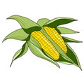 Two corn cob with leaves isolated on white background. Vector Royalty Free Stock Photo