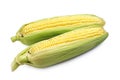 Two corn cob Royalty Free Stock Photo
