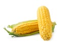 Two corn cob on a white background. Isolated Royalty Free Stock Photo