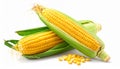 Two Corn Cobs with Green Husks and Scattered Kernels on White Background maize fresh Royalty Free Stock Photo