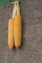 Two corn cobs hanging on wall - autumn crop Royalty Free Stock Photo