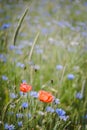 Two corn poppies in a flower field Royalty Free Stock Photo