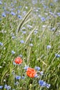 Two corn poppies in a flower field Royalty Free Stock Photo