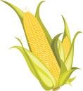 Two corncobs isolated on the white Royalty Free Stock Photo