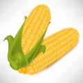 Two corncobs in pile