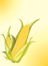 Two corncobs on the yellow background Royalty Free Stock Photo