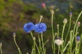 Two cornflowers on a dark background