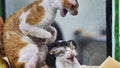Two cornish rex cats hissing and fighting inside cage Royalty Free Stock Photo