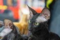 Two Cornish Rex cats, one gazing directly at the camera with curiosity, the other looking away Blurred background, soft lighting Royalty Free Stock Photo