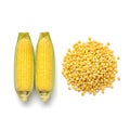 Two corns with a pile of ripe corn seeds isolated on white background Royalty Free Stock Photo